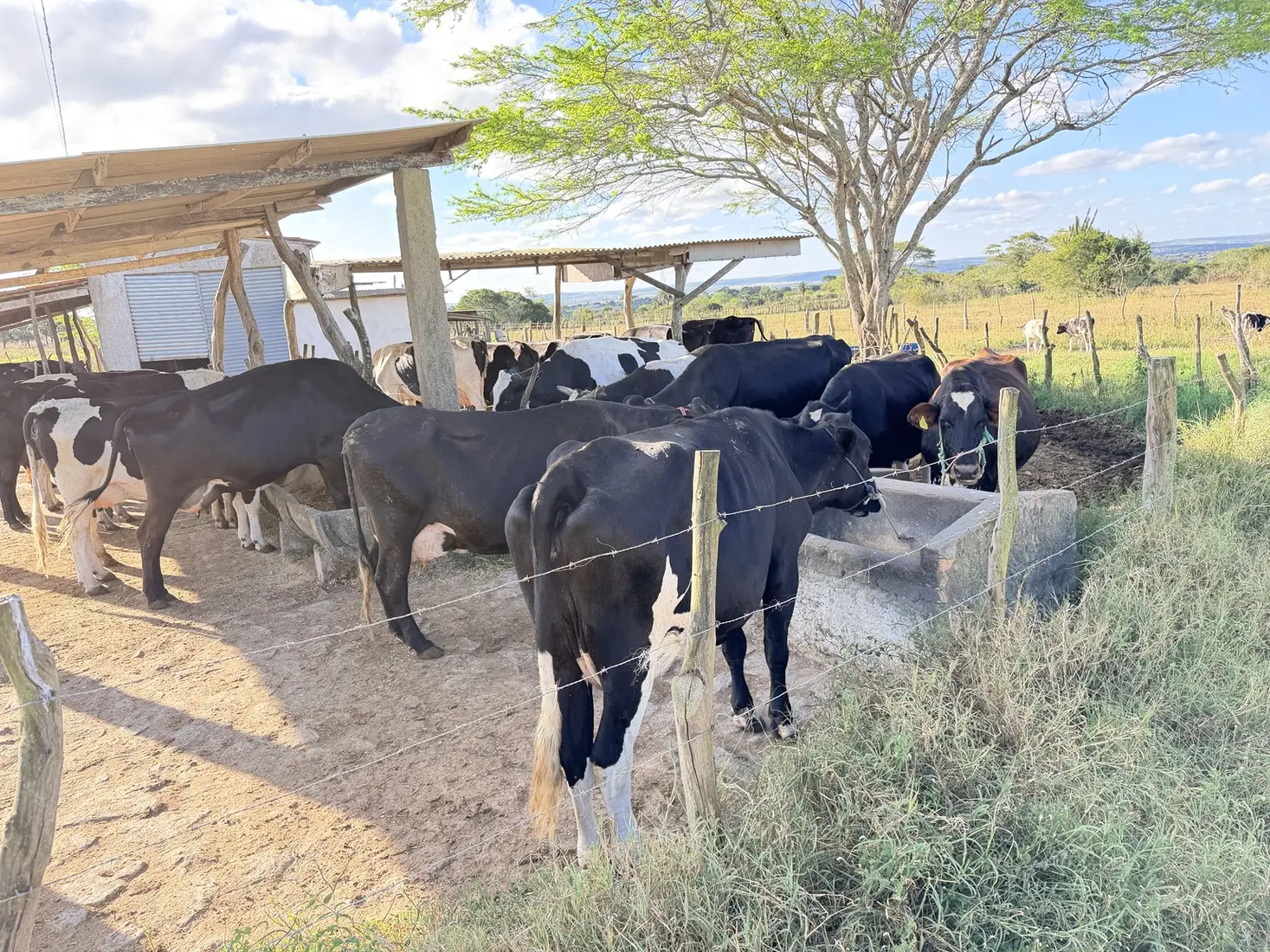 Vacas alimentando-se no cocho
