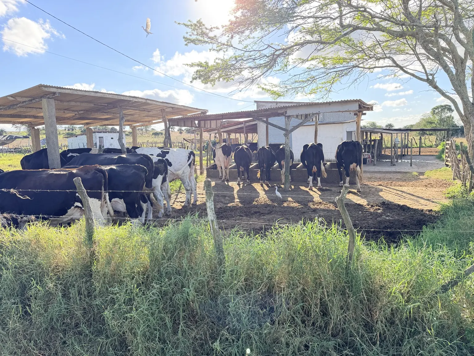 Vista geral do rebanho e das instalações da propriedade piloto